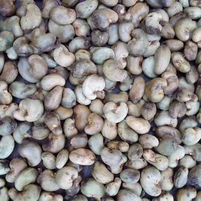 Raw cashew nuts in their shells